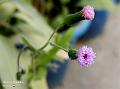 Purple Sow Thistle